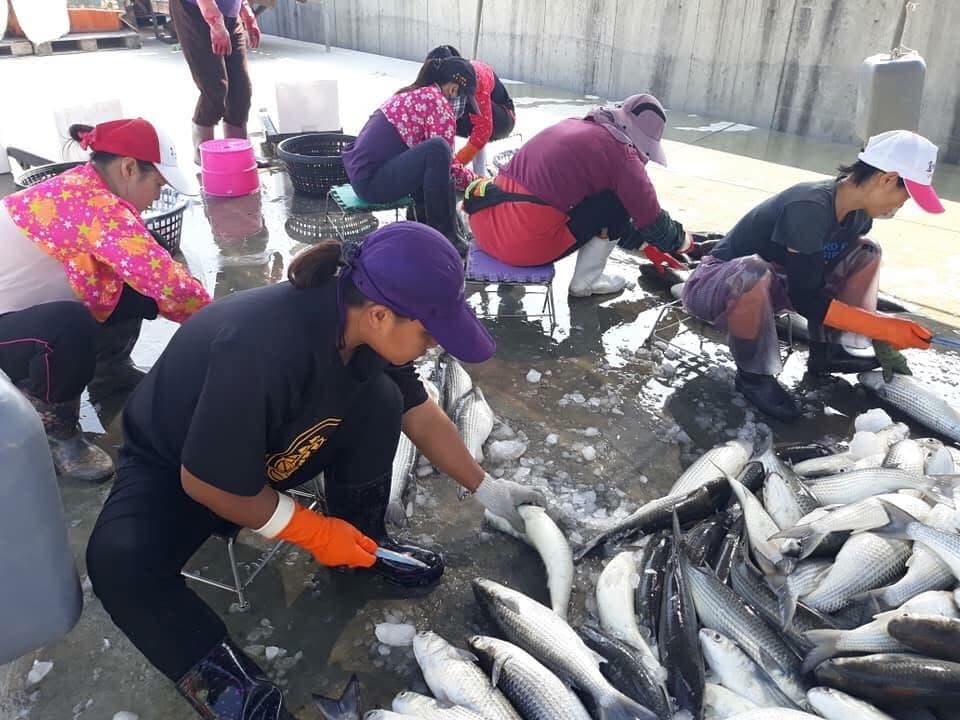 職人處理當日捕獲的魚群